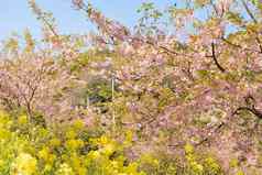 景观日本春天粉红色的樱桃花朵黄色的油菜籽花