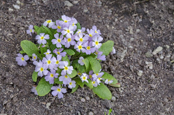 小集团月见草报春寻常的花床上花园