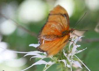 <strong>茱莉</strong>亚Longwing蝴蝶