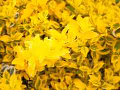 可爱的黄色的花布什灌木金阳光发光