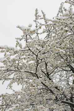 苹果树覆盖雪