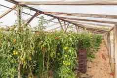 行番茄植物日益增长的内部温室