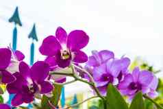 美丽的紫色的兰花花树