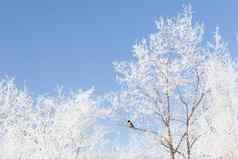悠闲吃树覆盖雪蓝色的冬天天空