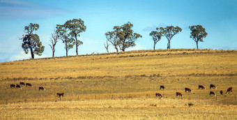 牛群达博南威尔士澳大利亚