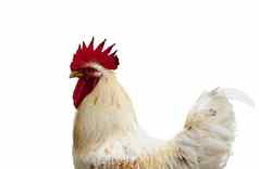 图像鸡孤立的白色背景农场动物