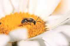 蜜蜂蜜蜂总料阿贝耶