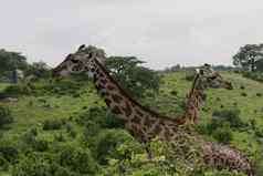 野生长颈鹿哺乳动物非洲萨凡纳肯尼亚长颈鹿鹿豹座