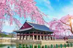 Gyeongbokgung宫樱桃开花春天首尔韩国