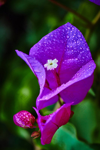 紫色的花<strong>雨</strong>滴极端的宏