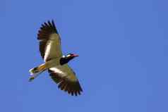 图像鸟飞行天空野生动物red-wattled和平