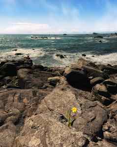 水仙花花日益增长的岩石俯瞰太平洋海洋