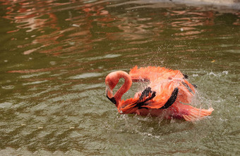 粉红色的加勒比火烈鸟phoenicopterus红色的
