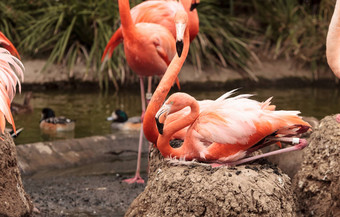 粉红色的加勒比火烈鸟phoenicopterus红色的