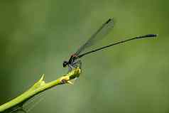 图像蜻蜓甲缇atrocyana自然背景