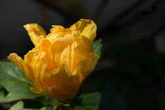 关闭黄色的芙蓉蔷薇属花