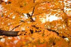 充满活力的日本秋天枫木叶子景观模糊背景
