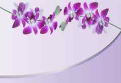 背景惠蒂紫罗兰色的兰花花