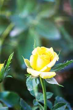美丽的黄色的玫瑰花园玫瑰情人节一天