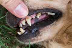 特写镜头牙齿狗凶悍的人牙科狗检查