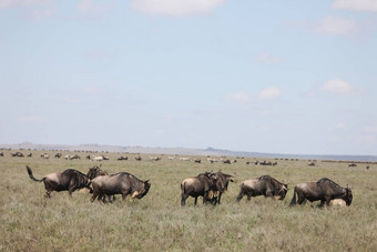 羚羊的一种野生羚羊角马非洲博茨瓦纳萨凡纳