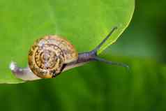 图像蜗牛绿色叶爬行动物动物