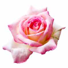 美丽的粉红色的玫瑰孤立的白色背景花情人婚礼