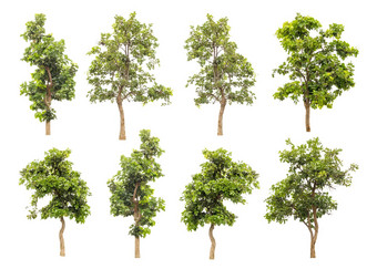 集合绿色树孤立的白色背景热带树孤立的设计广告体系结构