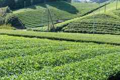 美丽的绿色茶场