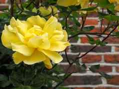黄色的玫瑰开花墙位于