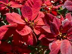 盛开的红色的一品红圣诞节植物花