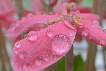 美丽的春天黛西<strong>花露水</strong>下降