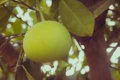 葡萄柚水果树花园