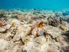 礁章鱼章鱼Cyanea珊瑚礁