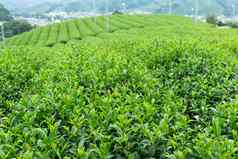 绿色茶农场日本