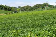 美丽的绿色茶农场