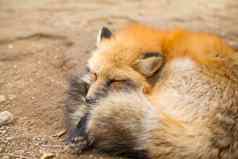 红色的狐狸睡觉