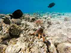 礁章鱼章鱼Cyanea鱼珊瑚礁