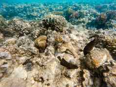 礁章鱼章鱼Cyanea珊瑚礁
