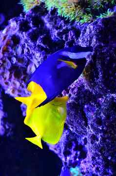 黄色的蓝色的鱼浮动藻类石头