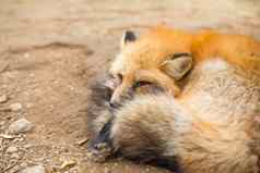 红色的狐狸休息