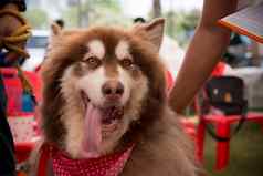 肖像年轻的阿拉斯加雪橇犬泰国