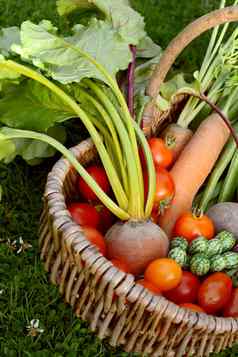 编织篮子新鲜的生产蔬菜花园