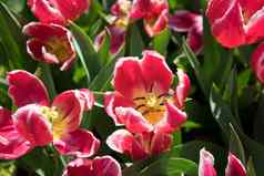 色彩鲜艳的郁金香花美丽的背景明亮的阳光明媚的一天郁金香夫妇