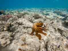 礁章鱼章鱼Cyanea珊瑚花园