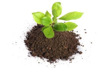 绿色植物日益增长的土壤孤立的白色