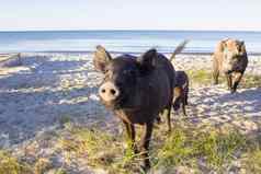 野生猪家庭构成海海滩金沙