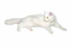 毛茸茸的白色一岁自制的猫了白色孤立的背景