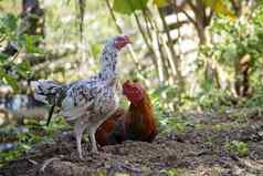 图像旋塞母鸡自然背景农场动物