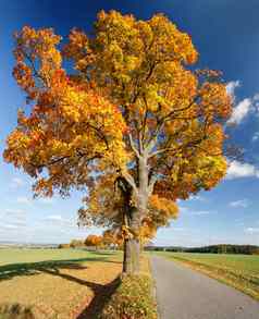 秋天景观秋天彩色的树